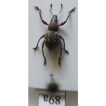 Neopyrgops sp. Heller, 1913 Philippines89a